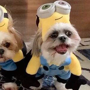 Minion Costume / Size Small